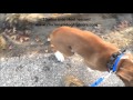 5 mo old boxer Cooper's Amazing Transformation! -Cincinnati Dog Trainers Off Leash K9 5 mo old boxer Cooper's Amazing Transformation! -Cincinnati Dog Trainers Off Leash K9