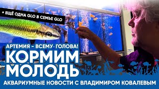 🐟 Аквариумные новости с Владимиром Ковалевым(06.08.2023).Кормим молодых рыбок,знакомимся с новичками