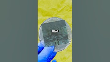The 600 Year DOOM game played on Bacteria…