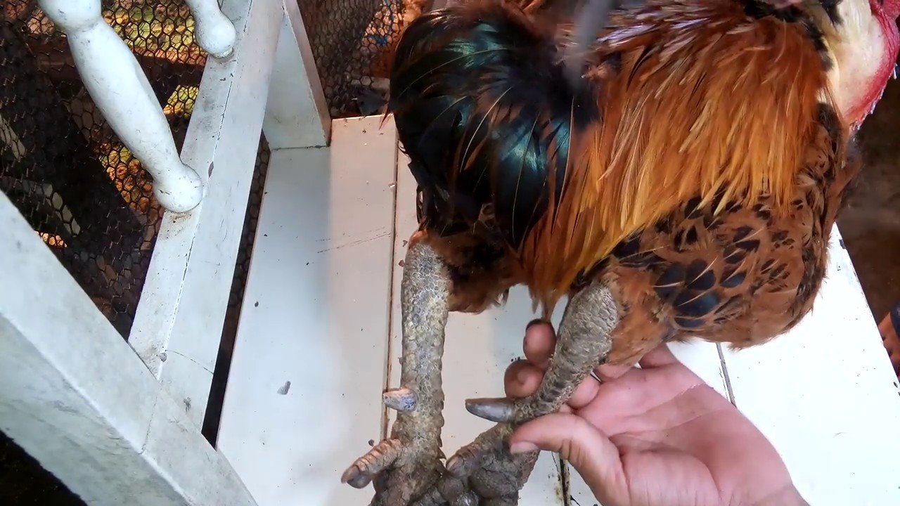 Forma Correta de Aparar a Espora do GALO YouTube Forma Correta de Aparar a Espora do GALO YouTube