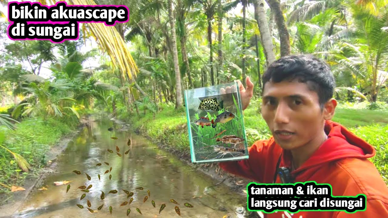 Buat aquascape di sungai lalu cari ikan untuk di masukan akuascape