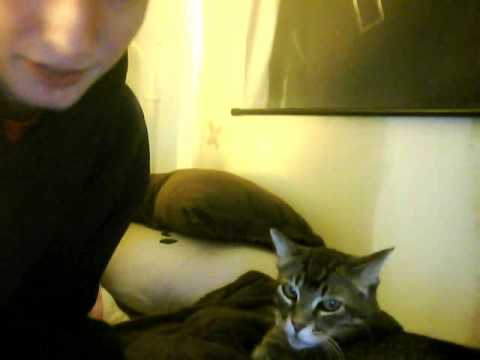 My Cat is Indifferent