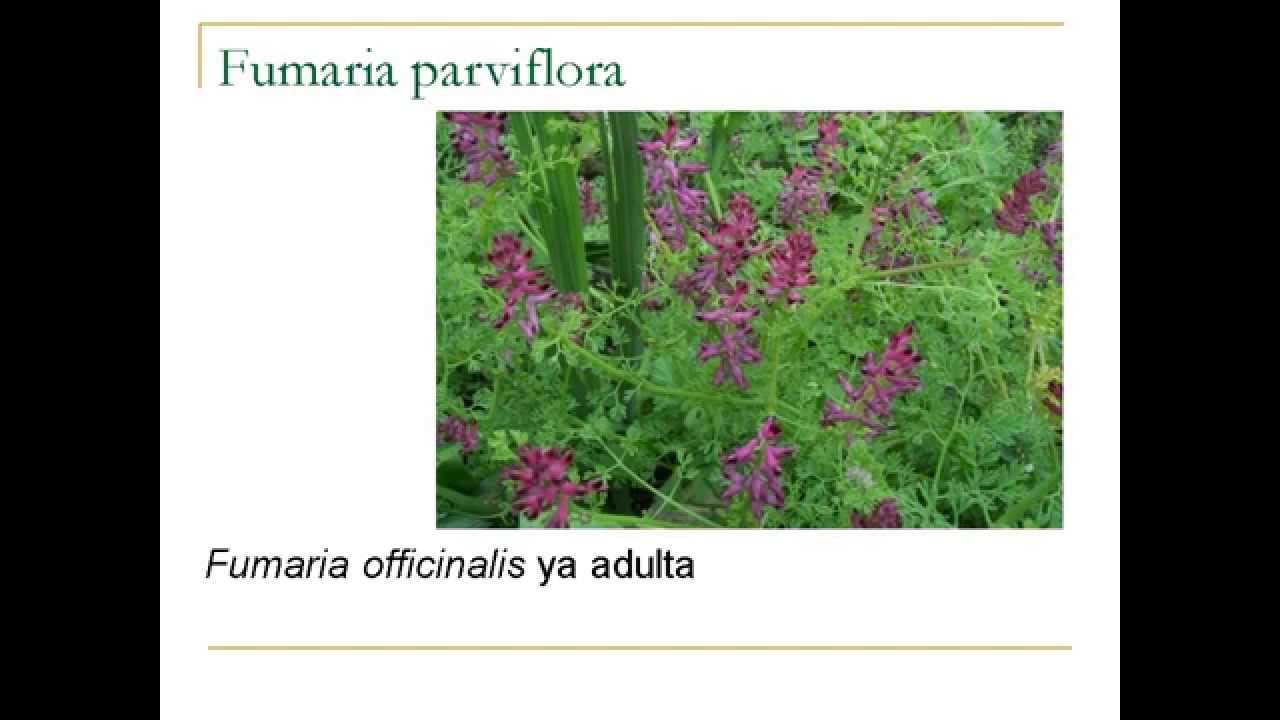 Fumaria parviflora