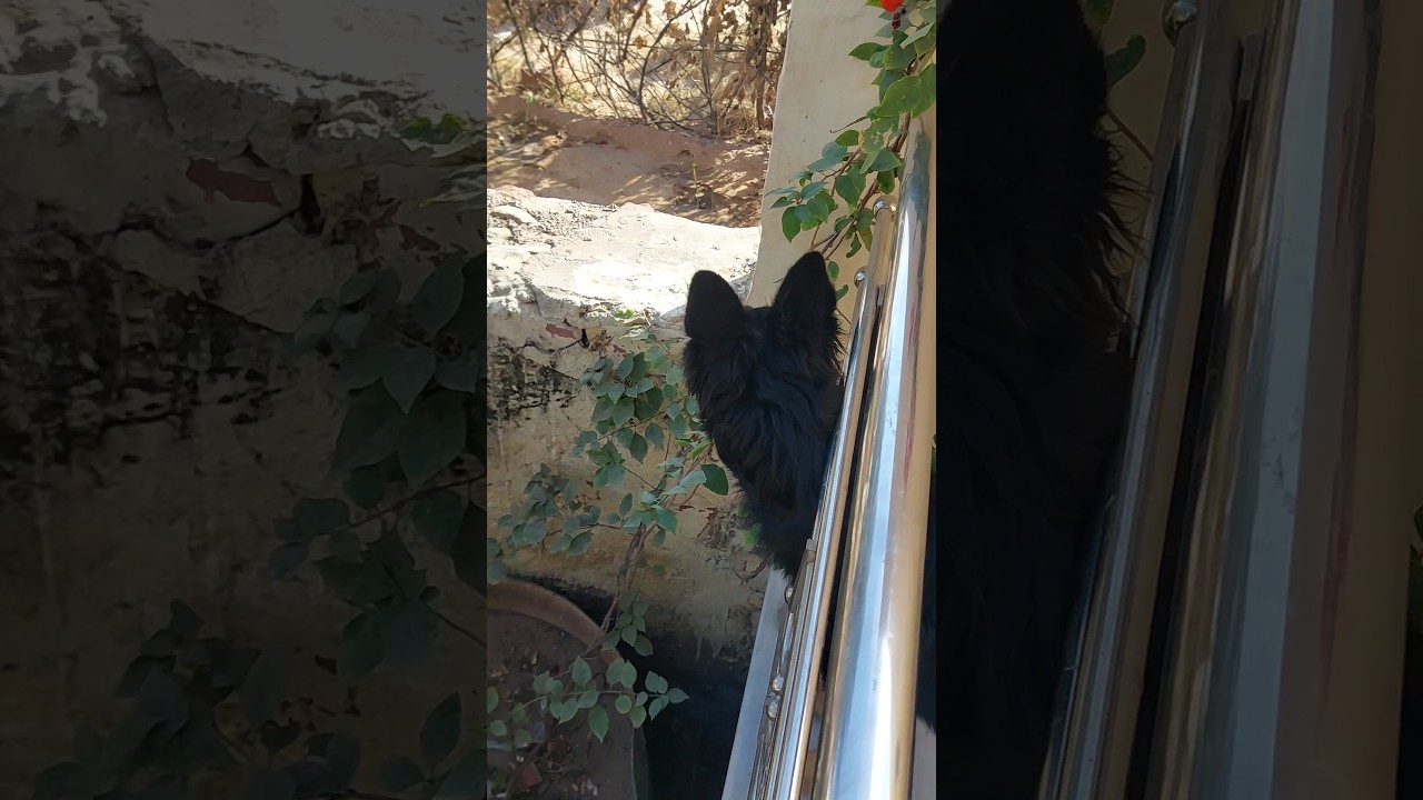 black mask GSD Long Coat Puppy 💀💫🤩