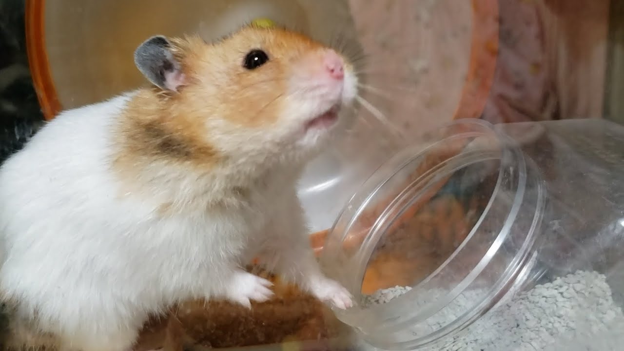 ピース✌️peace 起きるのが遅かったから少しだけ部屋ん歩からお家に