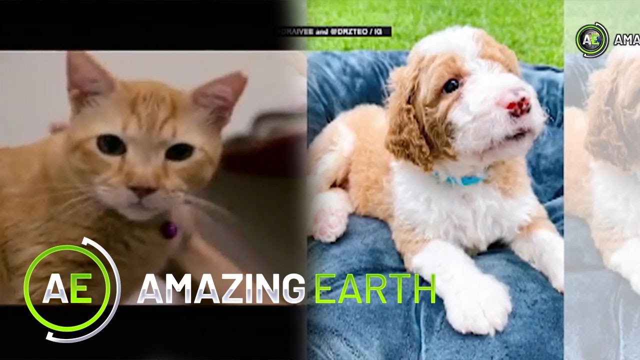 Amazing Earth Anything is PAWSible with cats and dogs!