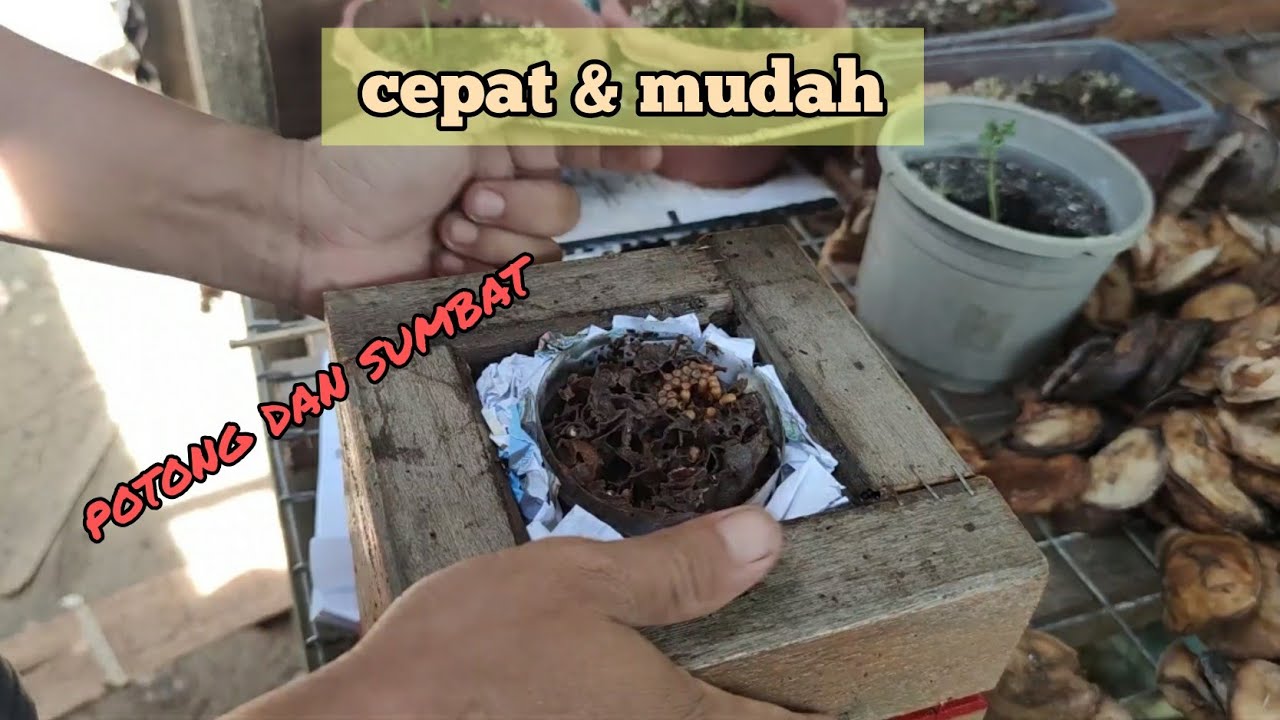 Cara pindah perangkap kelulut ke dalam hive paling mudah 🐝 seron yoyok
