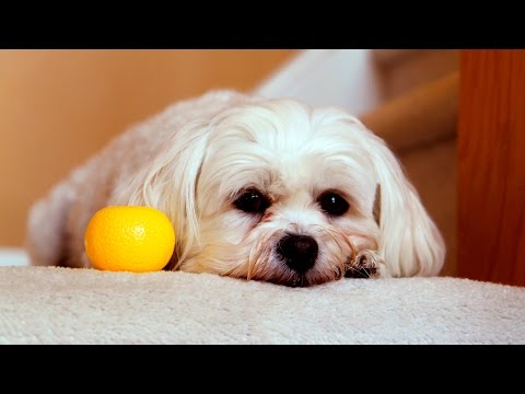 can dogs eat lemons dogs eat lemons so animal 2015 an doovi can dogs eat lemons dogs eat lemons so animal 2015 an doovi