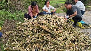 村民发现百年难遇的现象，没想到一片竹笋遍地都开花，立马拔回家