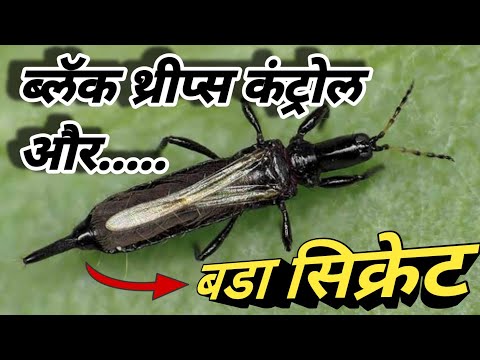 ब्लॅक थ्रीप्स/थ्रीप्स/black thrips/black thrips control