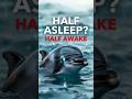 Dolphins Sleep Half Awake