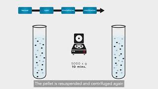 Optima XPN-Viral Systems in Recombinant Protein Production