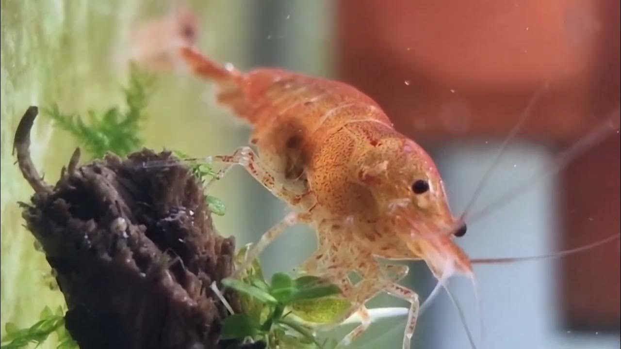 Caridina Shrimp Premium Grade Aquarium Ornamental for Sale Best Rare