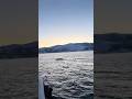 Whales a few meters from the boat😍 #arctic #norway #shorts