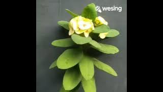 MAYA - Muchsin Alatas - By AsmaRani