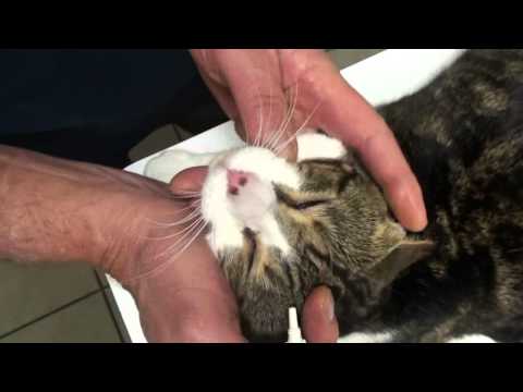 Treating Cats with Eye Ointment
