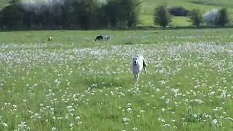 Galgo Greyhound Podenco and Ratonero in SlowMotion...