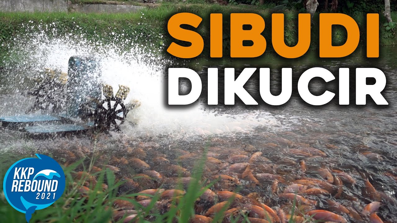 Sukses Budidaya ikan Nila dengan sentuhan kincir #sibudidikucir