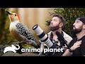 Redescubriendo al pájaro carpintero real: ¿Aún vive? | El último de su especie | Animal Planet