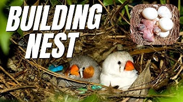 Finches Building Nests