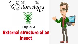 Topic 3 - External structure of an insect (Grasshopper)