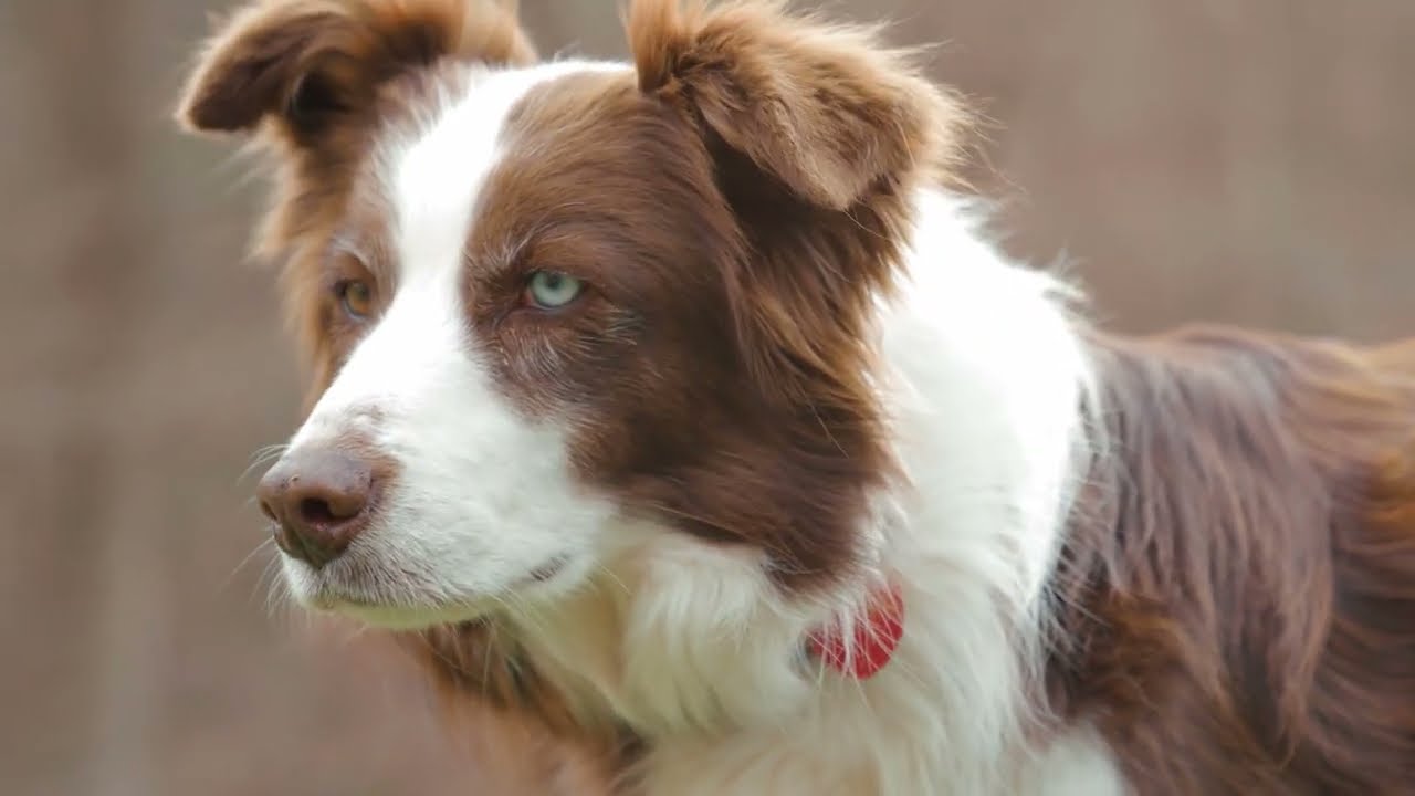 Воспоминания собаки: помнят ли они своих хозяев?