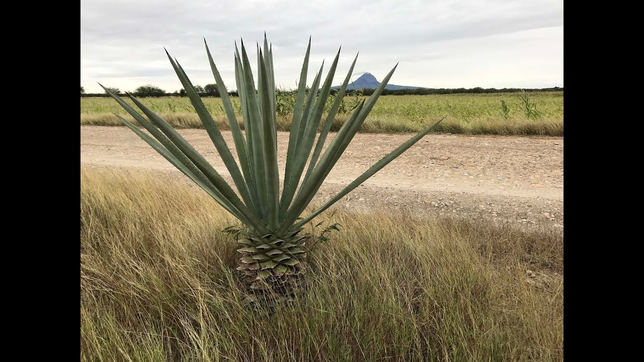 Rancho Viejo 2017 YouTube