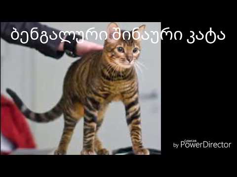 TOP 5 ყველაზე ძვირად ღირებული ცხოველი