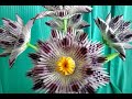 Модульное оригами, георгины в вазе (описание)/ Modular origami, dahlias in a vase (description) V31