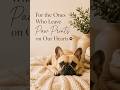 Personalized Dog Lover Gifts 🐾 Cozy Pet Decor & Custom Photo Gift Ideas