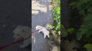 singapore walk yumi dog sunnyday