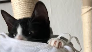 We play a fun game with tuxedo cat