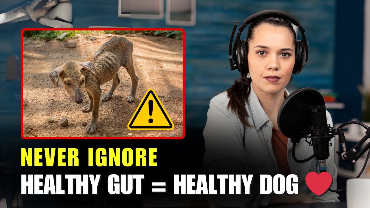Shocking Link Between Your Dog’s Gut and Their Mood | Pawbiotix