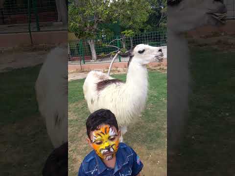 اجمل لامة في التاريخ ارجوكم 100 لايك