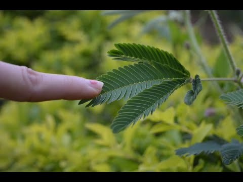 DOKUNDUĞUNDA YAPRAKLARINI KAPATAN KÜSTÜM ÇİÇEĞİ - sleepy plants