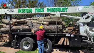 Professional Tree Removal and Haul Away - Crane Loading
