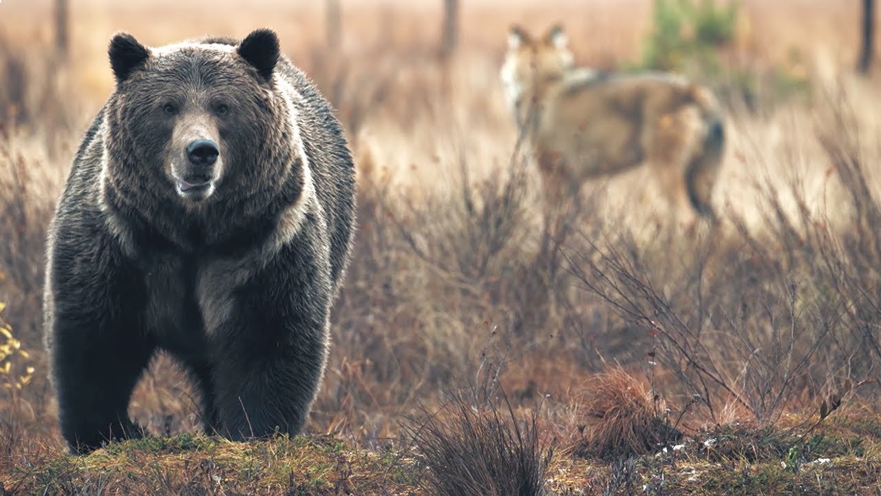 ⁣Bear vs Wolves: Battle for Food | Wild Scandinavia | BBC Earth