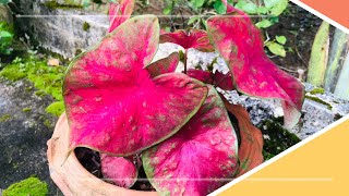บอนสีชมพู บอนสีราชินีแห่งไม้ใบ [Caladium]