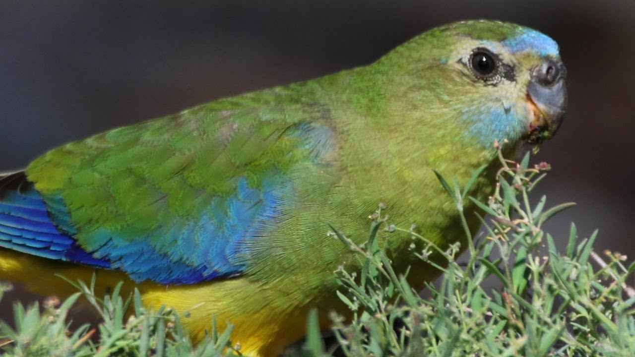 Turquoise parrot Neophema pulchella Parrotlet Bird Baron