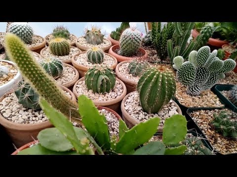 Mi Gran Colección De Cactus y Suculentas - YouTube