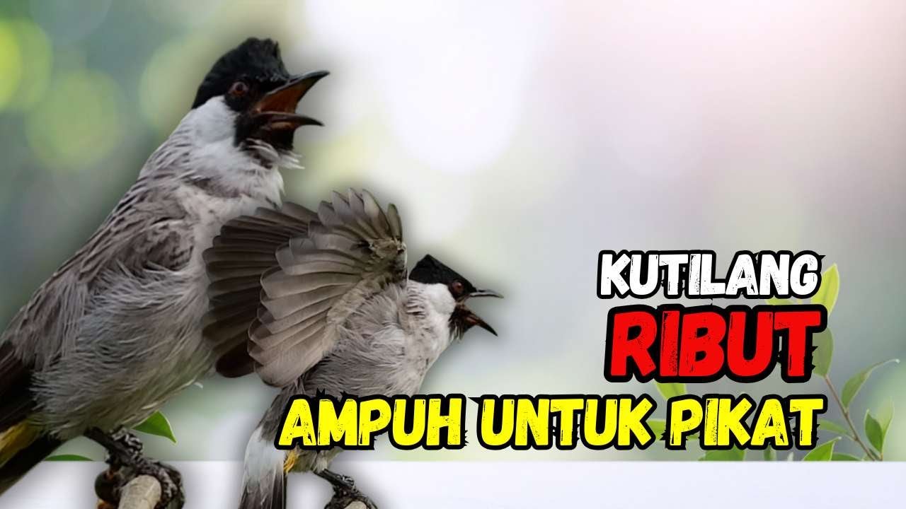 Suara Burung Kutilang Gacor Ribut Ampuh Untuk Pancingan Pikat'
