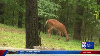 Governor signs executive order creating Natural State Initiative