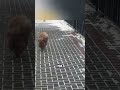 ПЕСЕЛЬ-АКРОБАТ 😂🐕🎪