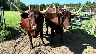 Cleaning Out The Barnyard With A Scoop