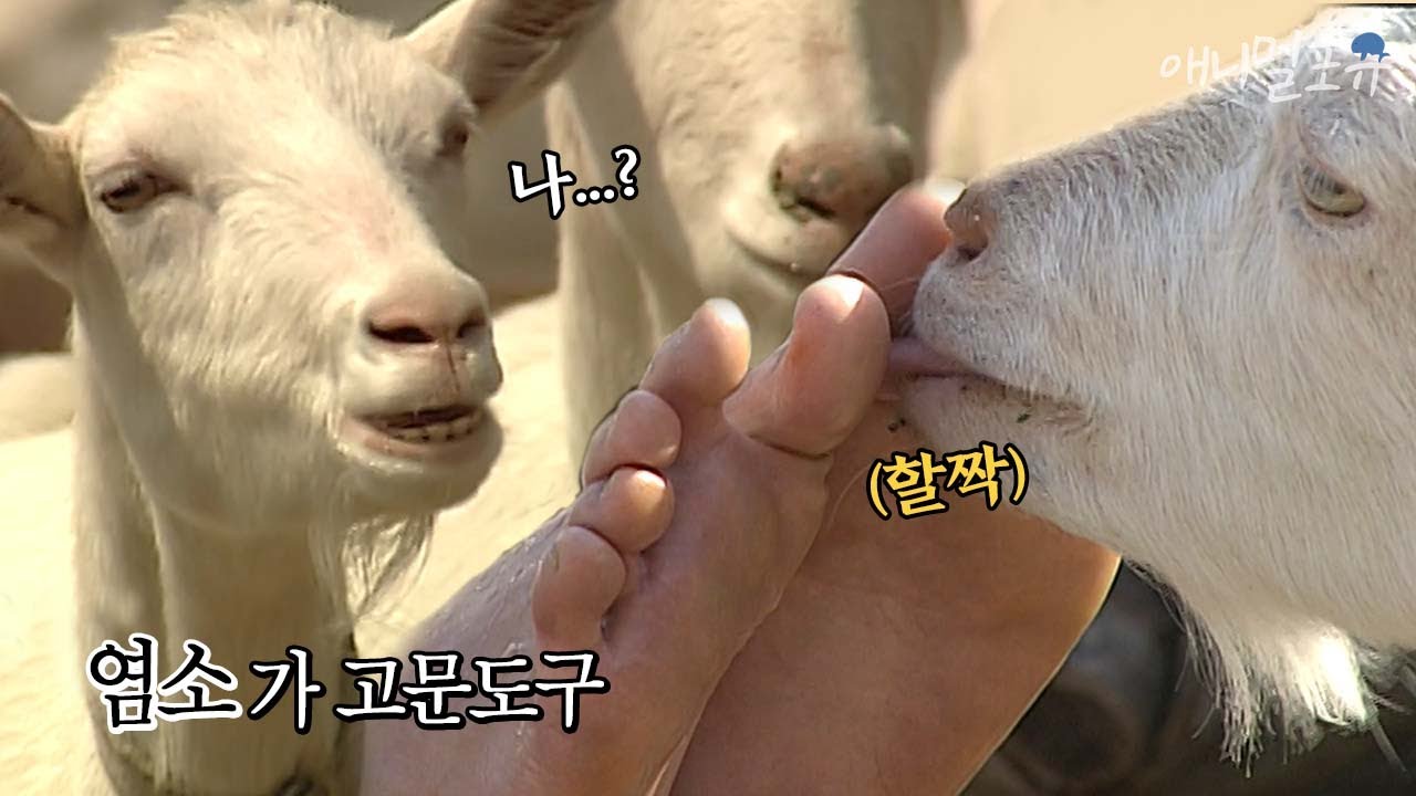 이거 넥비어드임? : r/beards, image size:1280x720