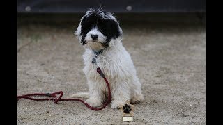 Bandit - Cockapoo Puppy - 5 Weeks Residential Dog Training