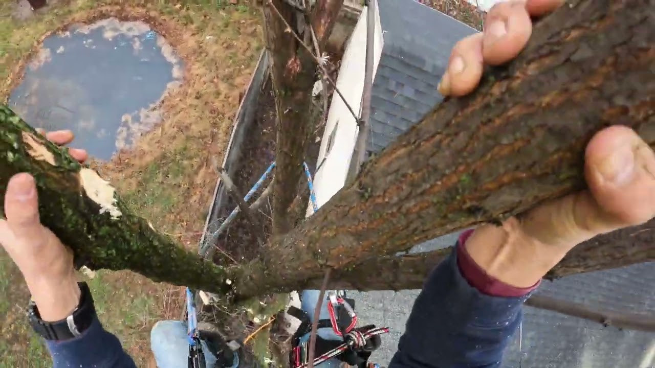 Derribando árbol usando doblé acollador suscríbete 👍😎