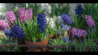 Spring Flowers