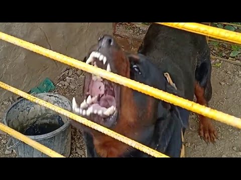 Aggressive Rottweiler / Hyper Aggressive Rottweiler - YouTube