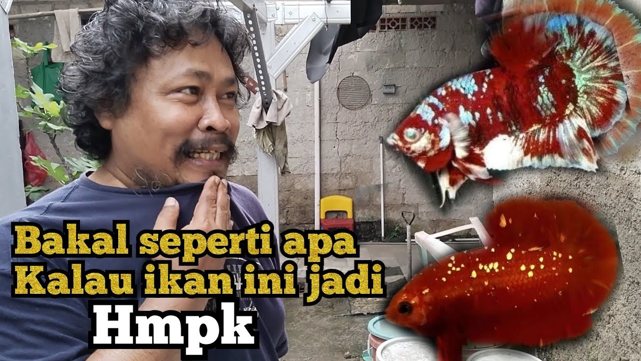 Jenis ikan cupang ini bakal jadi trend di 2024